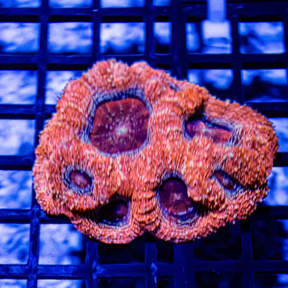 3,5x 2,5 Acanthastrea Bowerbanki - Ultra grade purple/orange  eyes