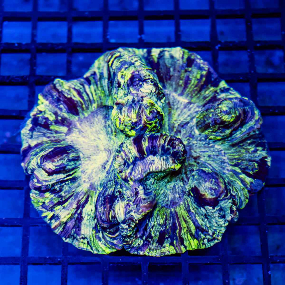  Wellsophyllia Ultra Сolored