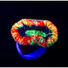 Trachyphyllia Rainbow Green Eye