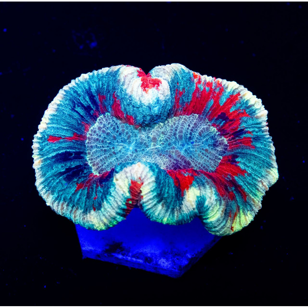 RAR Trachyphyllia Super Ultra