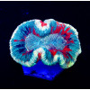 RAR Trachyphyllia Super Ultra