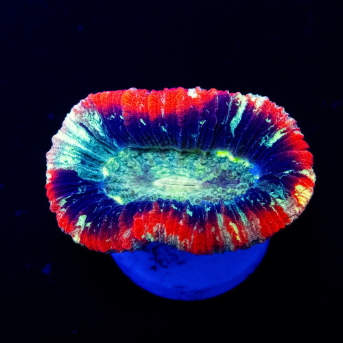 Trachyphyllia Rainbow Neon Eye