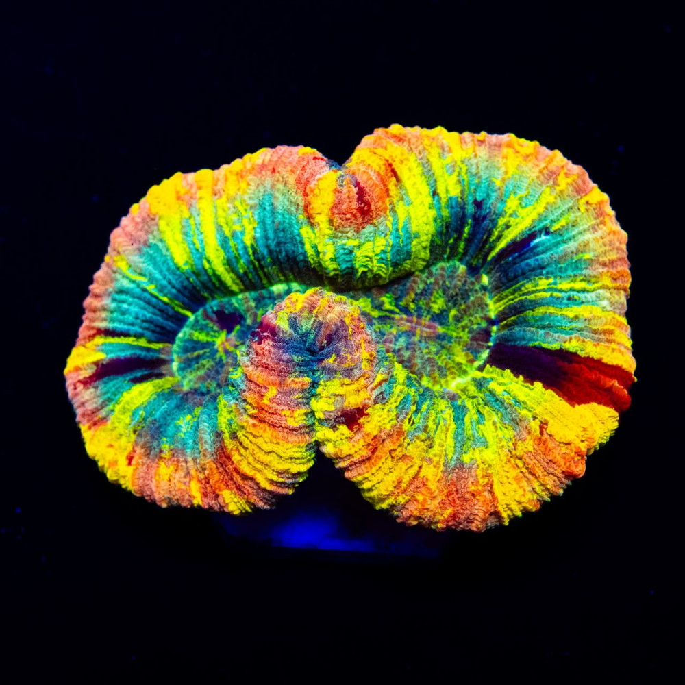 Trachyphyllia Ultra Rainbow