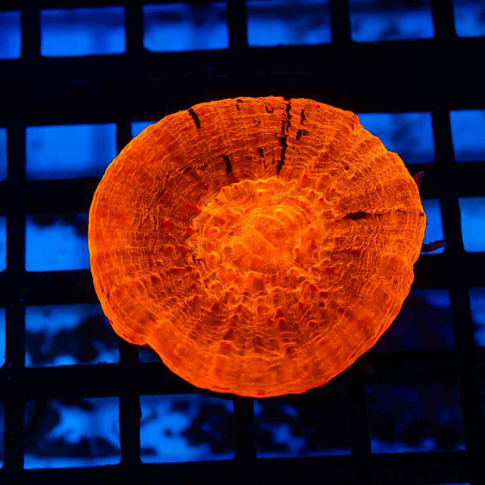 Scolymia Super Red 
