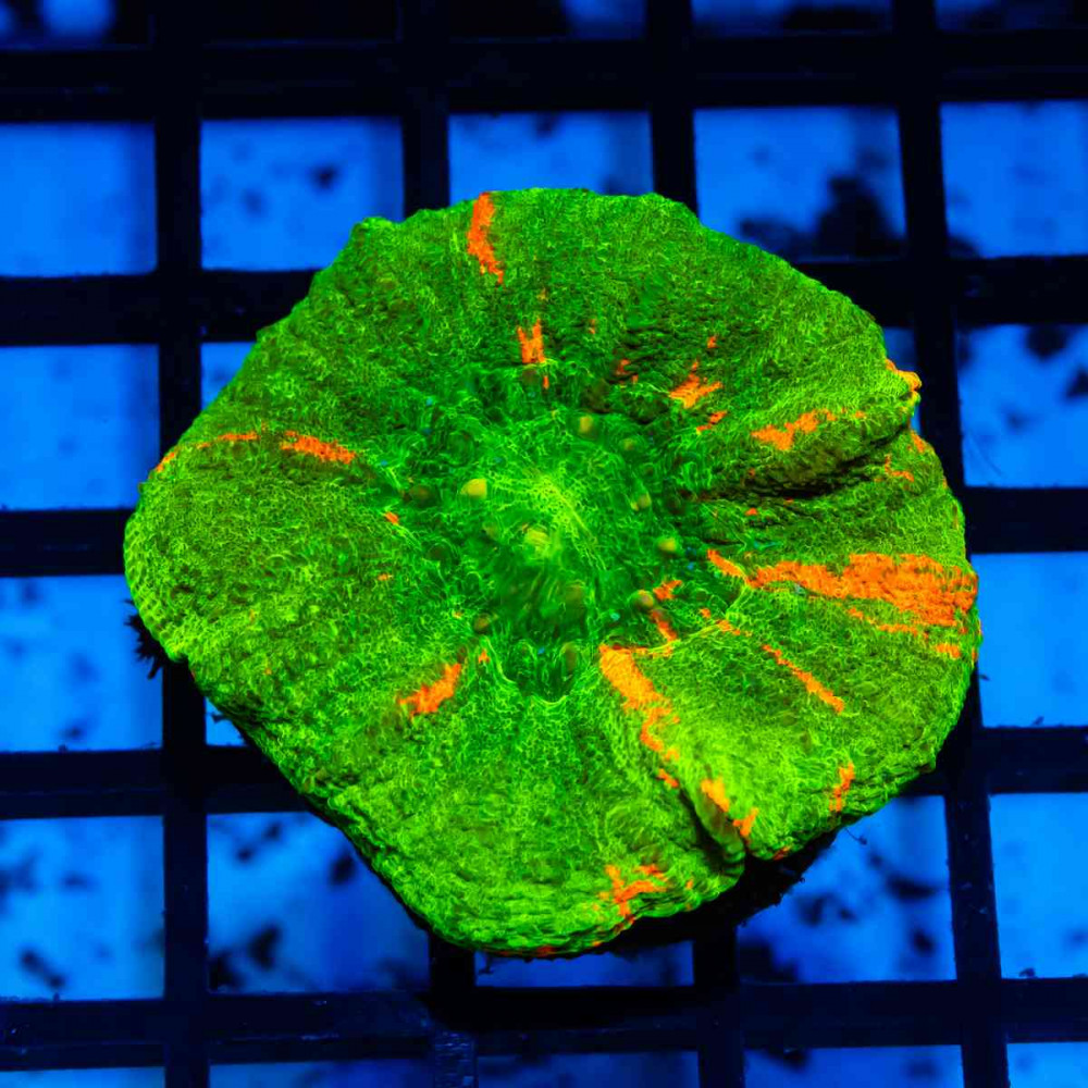 Scolymia Superman