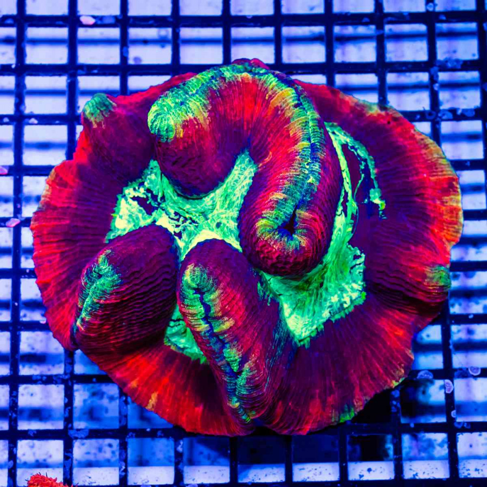  Wellsophyllia Ultra Сolored