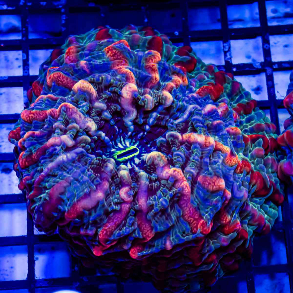  Indophyllia Super Ultra