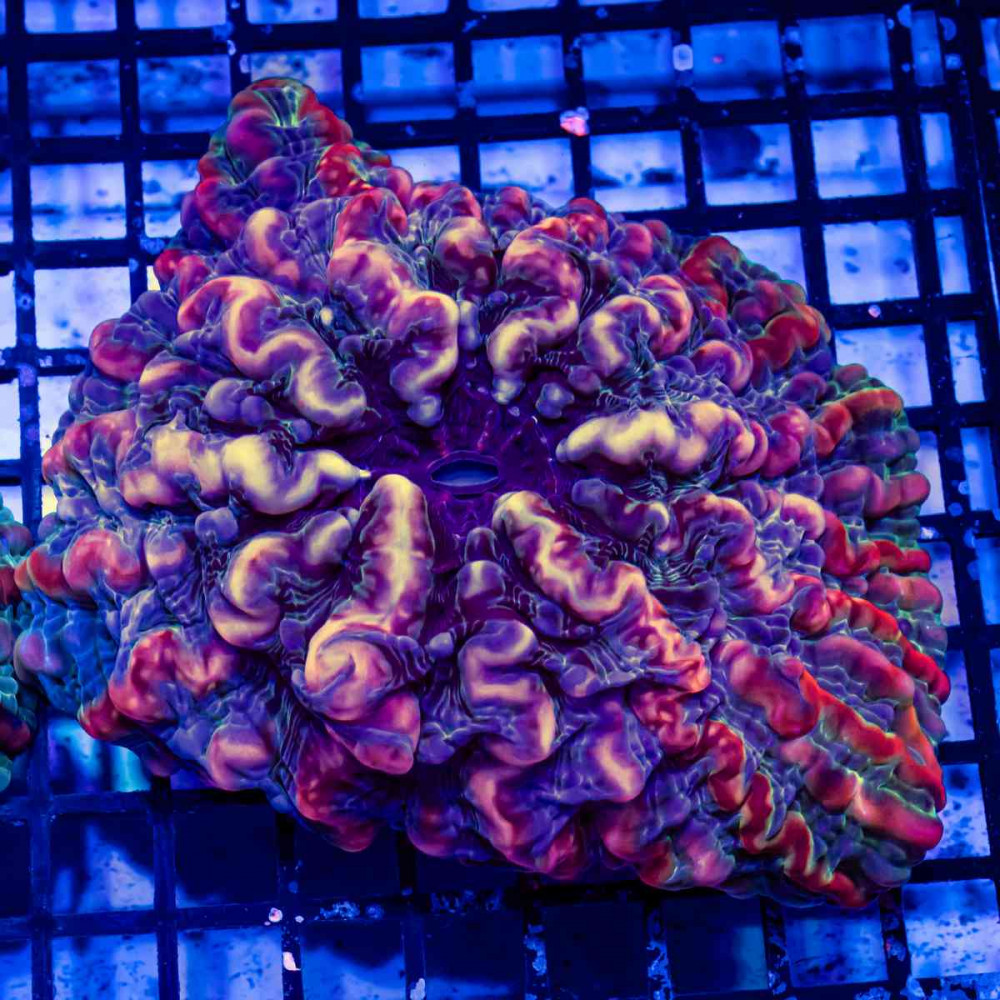  Indophyllia Super Ultra Colony