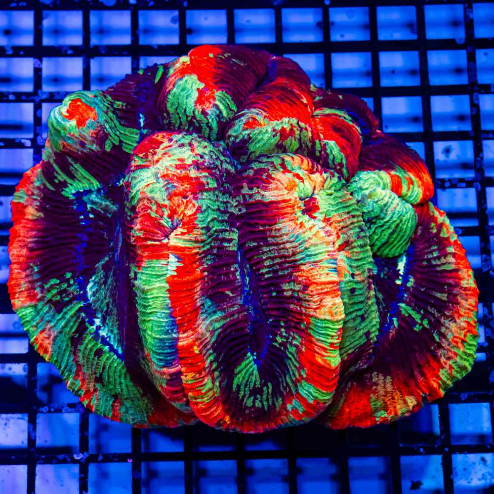  Wellsophyllia Ultra Сolored