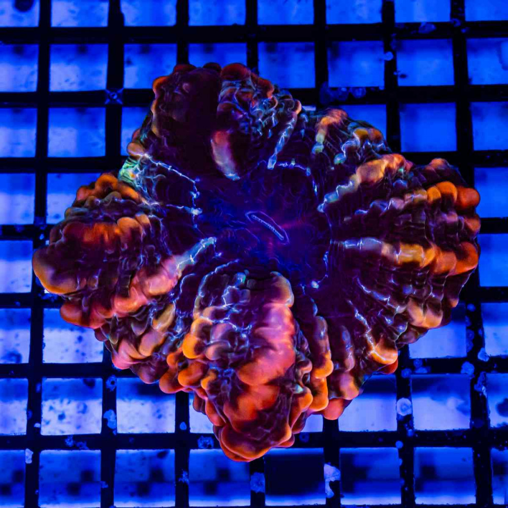  Indophyllia Ultra Colony