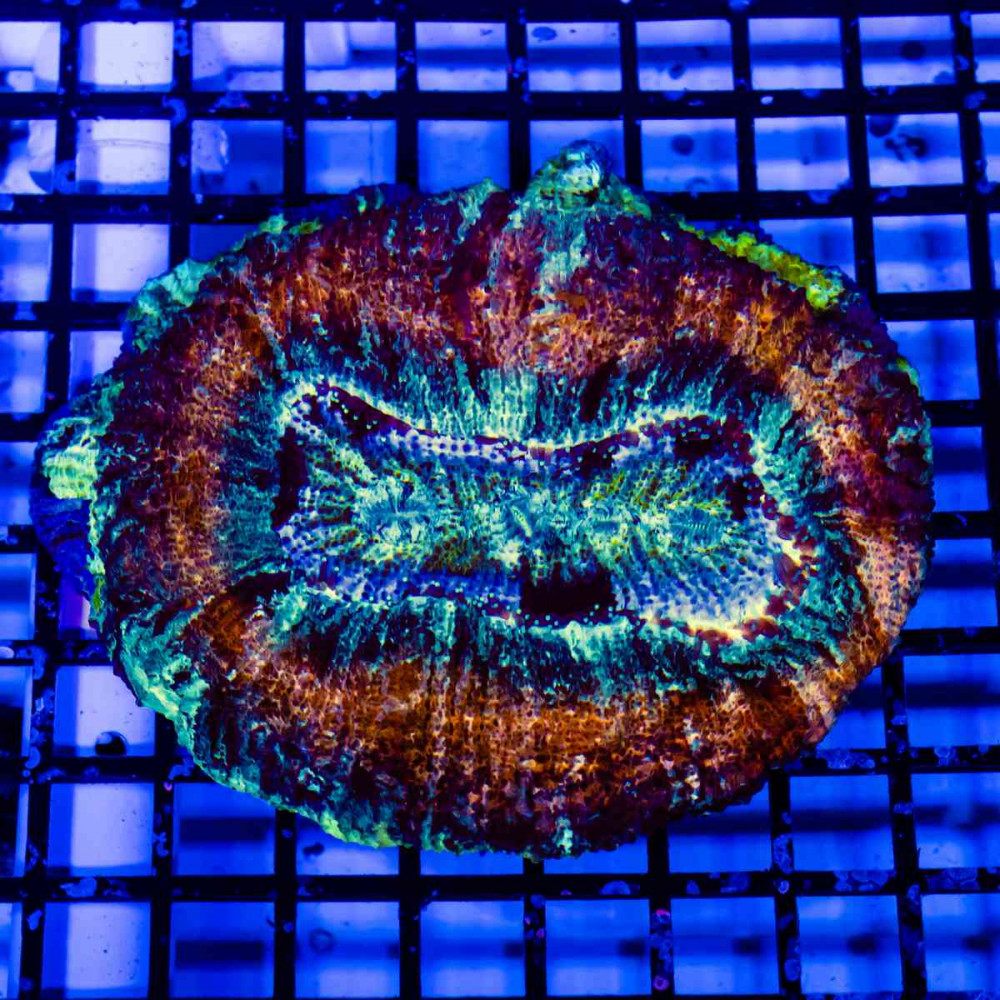  Trachyphyllia Ultra