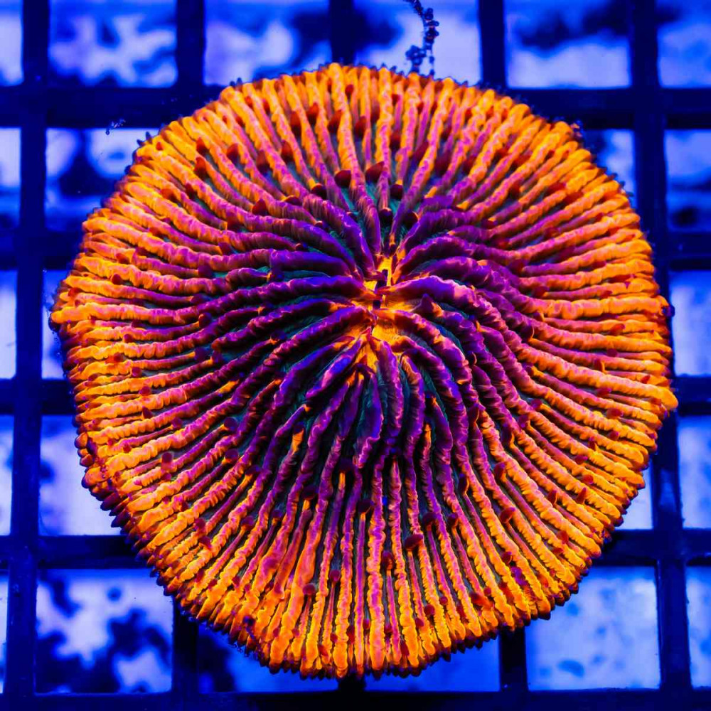 Fungia Orange Black 