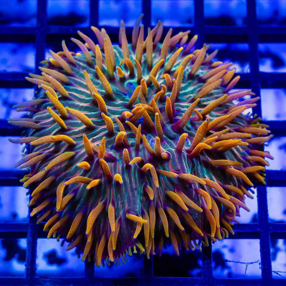  Fungia Smoldering Flame