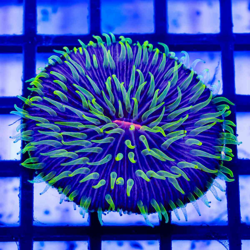 Fungia Green Polyp Aussie 