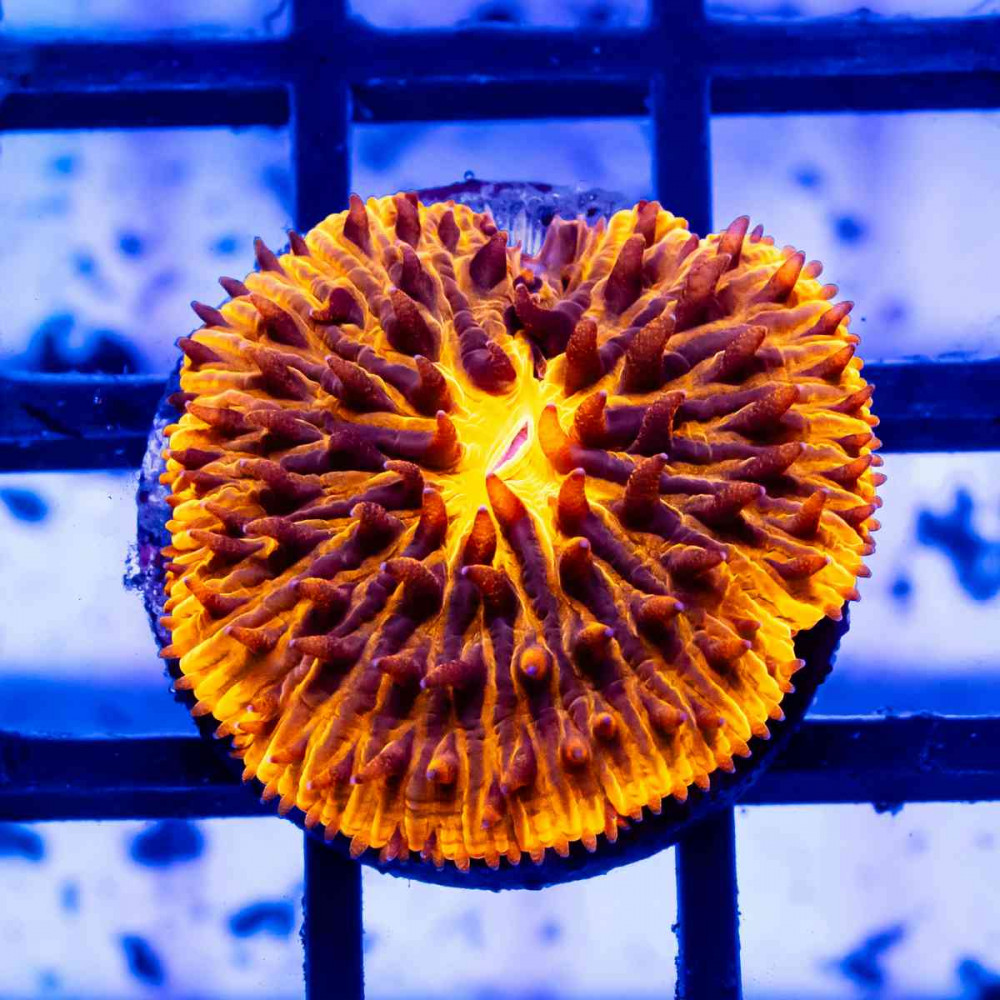 Fungia Ultra Orange Green 