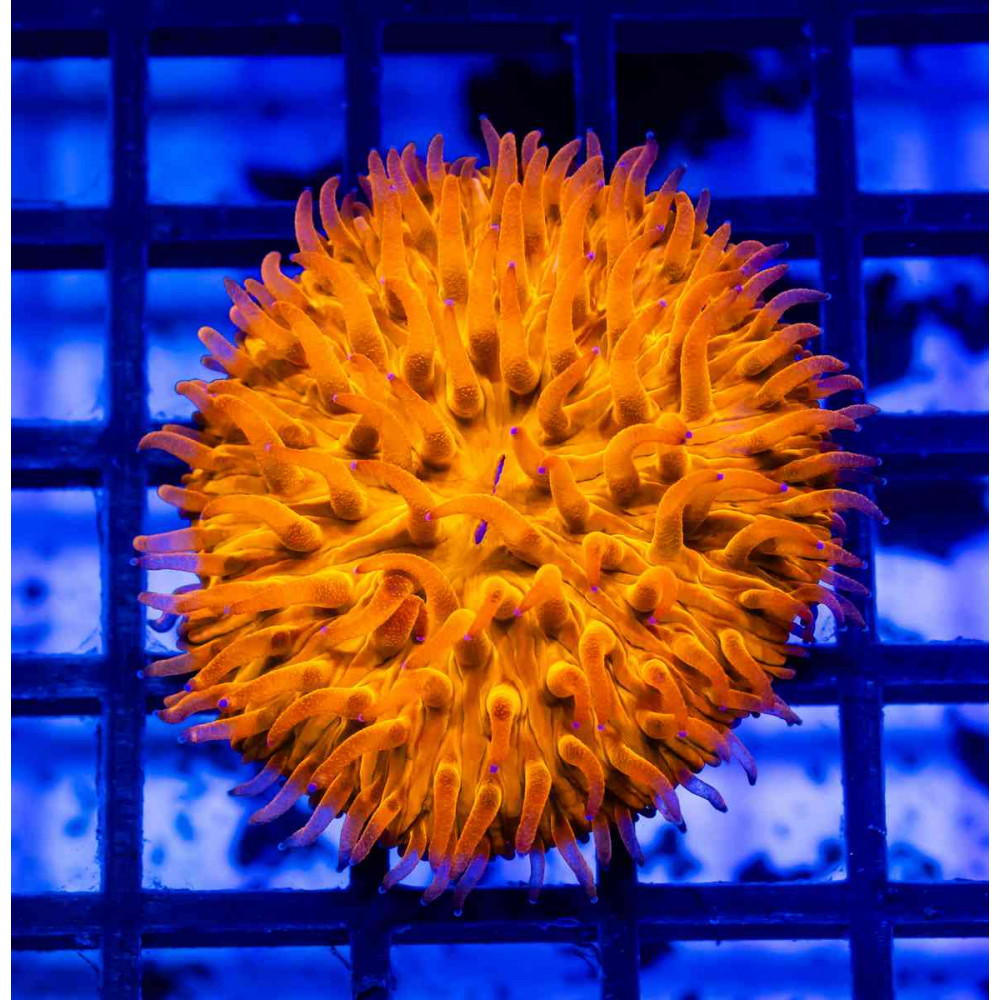 Fungia Orange 
