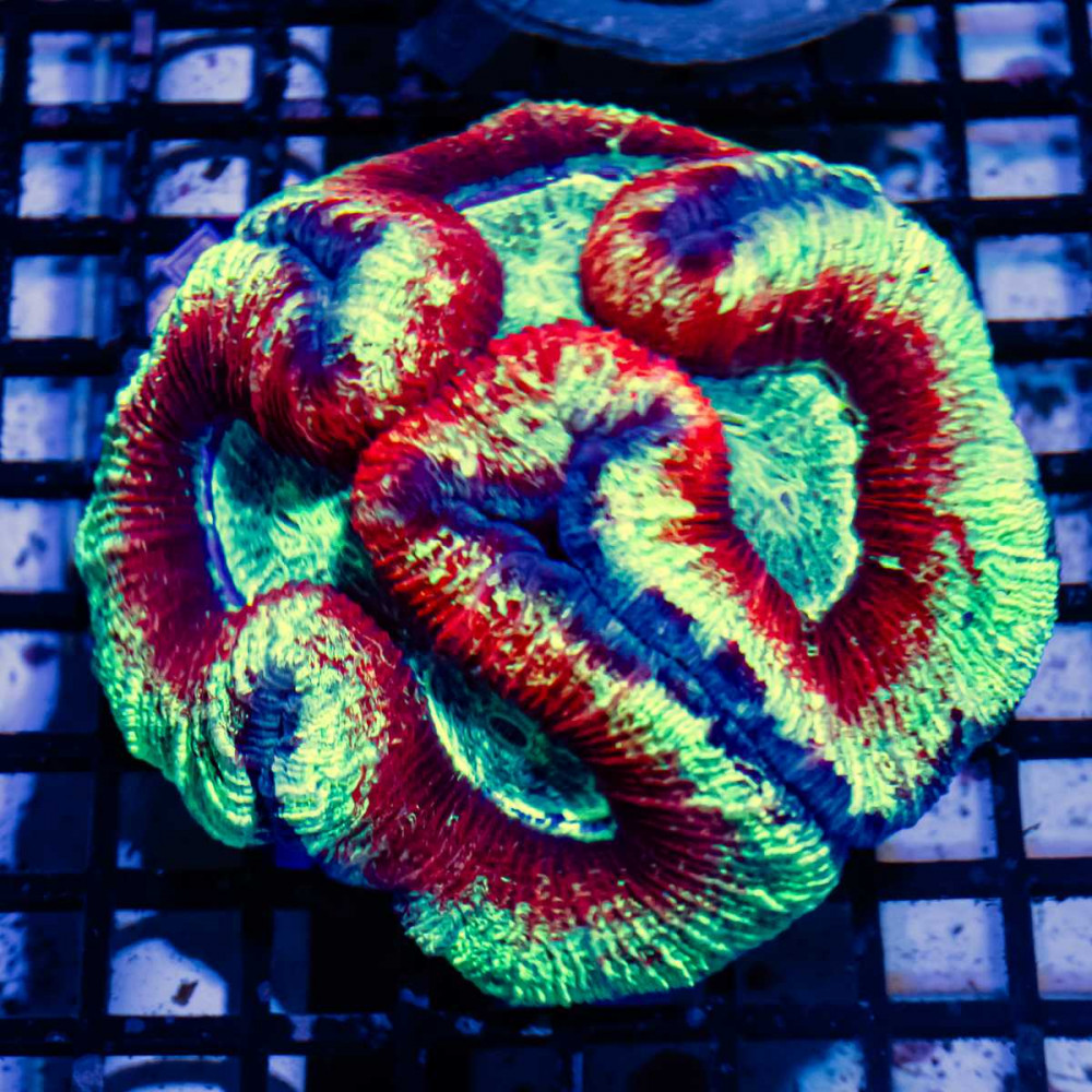  Wellsophyllia Ultra Сolored