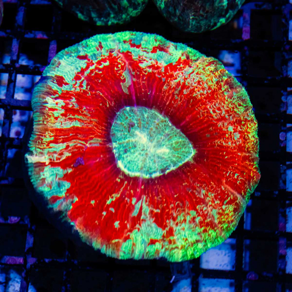  Trachyphyllia Ultra Сolored