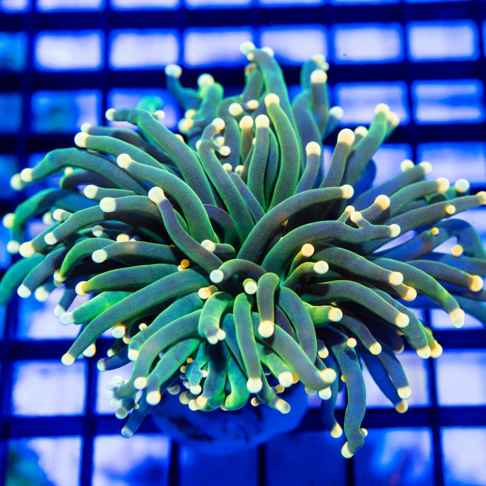  Super Green Bright Torch Gold Tips