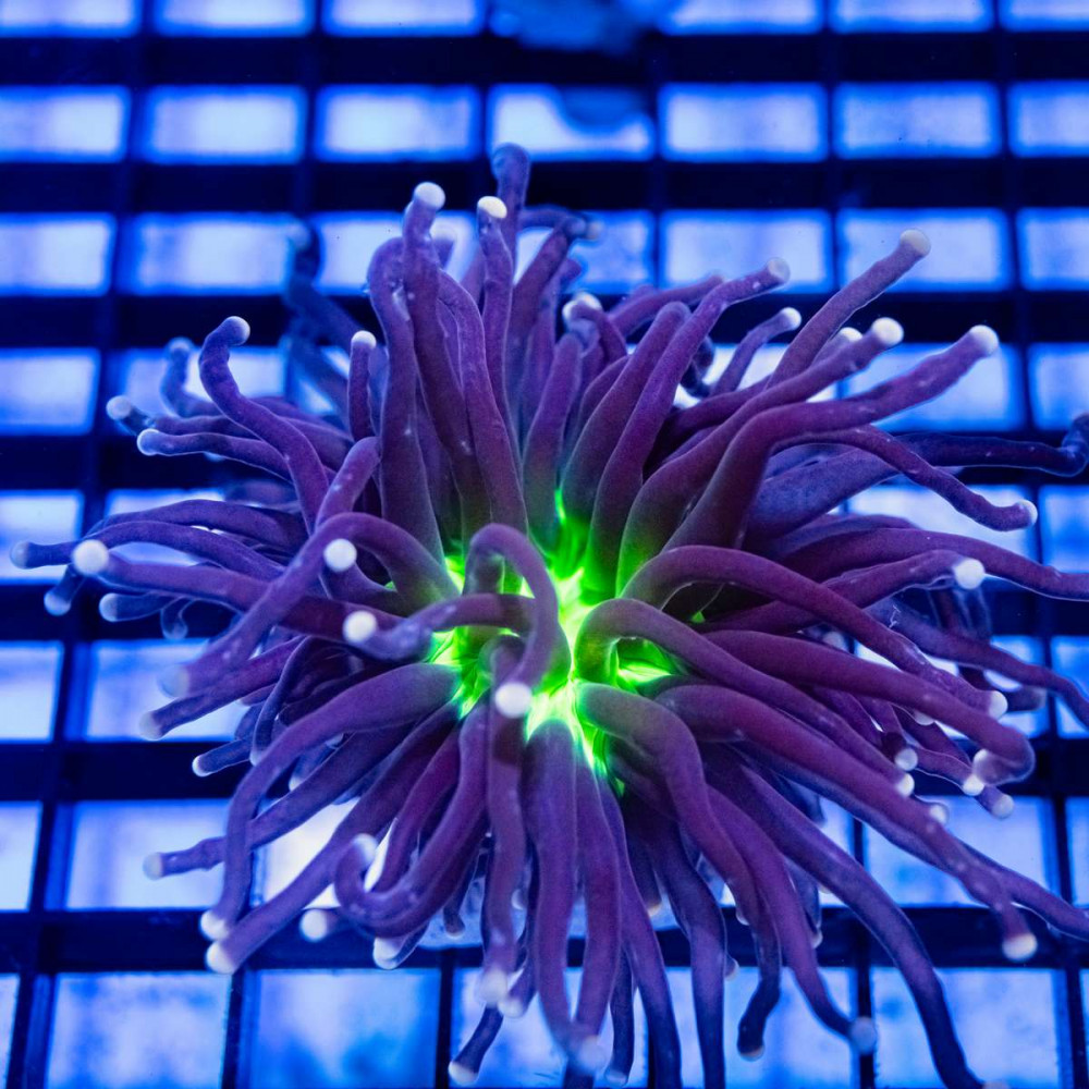  Euphyllia Alien Eye