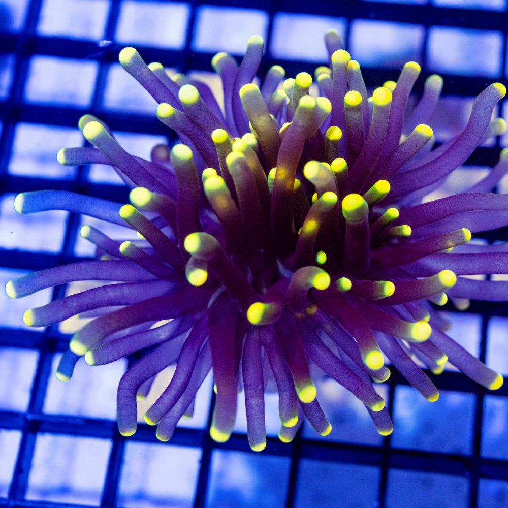  Euphyllia - Super Bright Gold Tips Torch