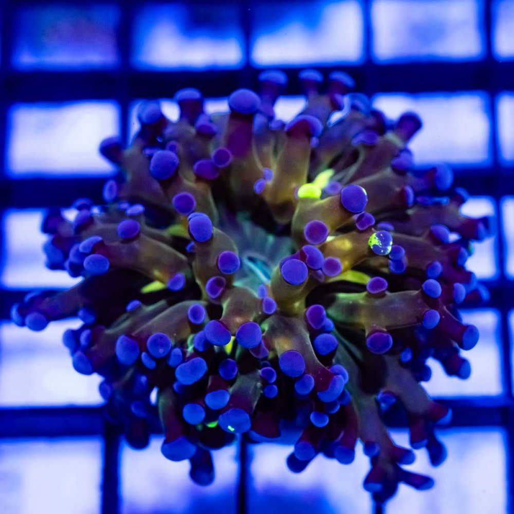 Ultra Mix Type Octo Hammer