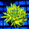 Euphyllia - blue tips ultra holy grail torch coral