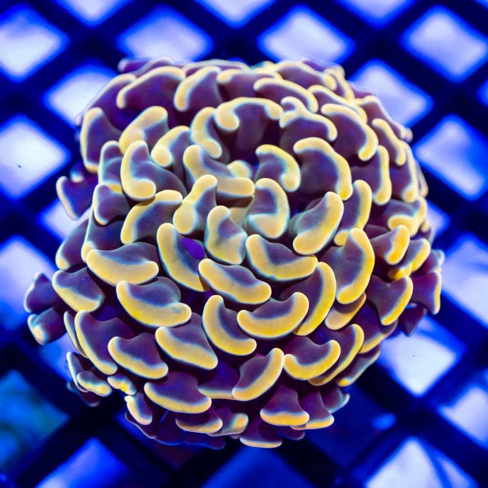  Euphyllia - Branched Orange Bright