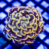 Euphyllia - Branched Orange Bright