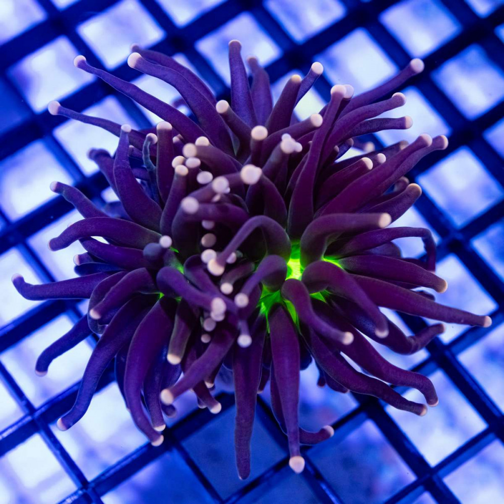  Euphyllia Alien Eye