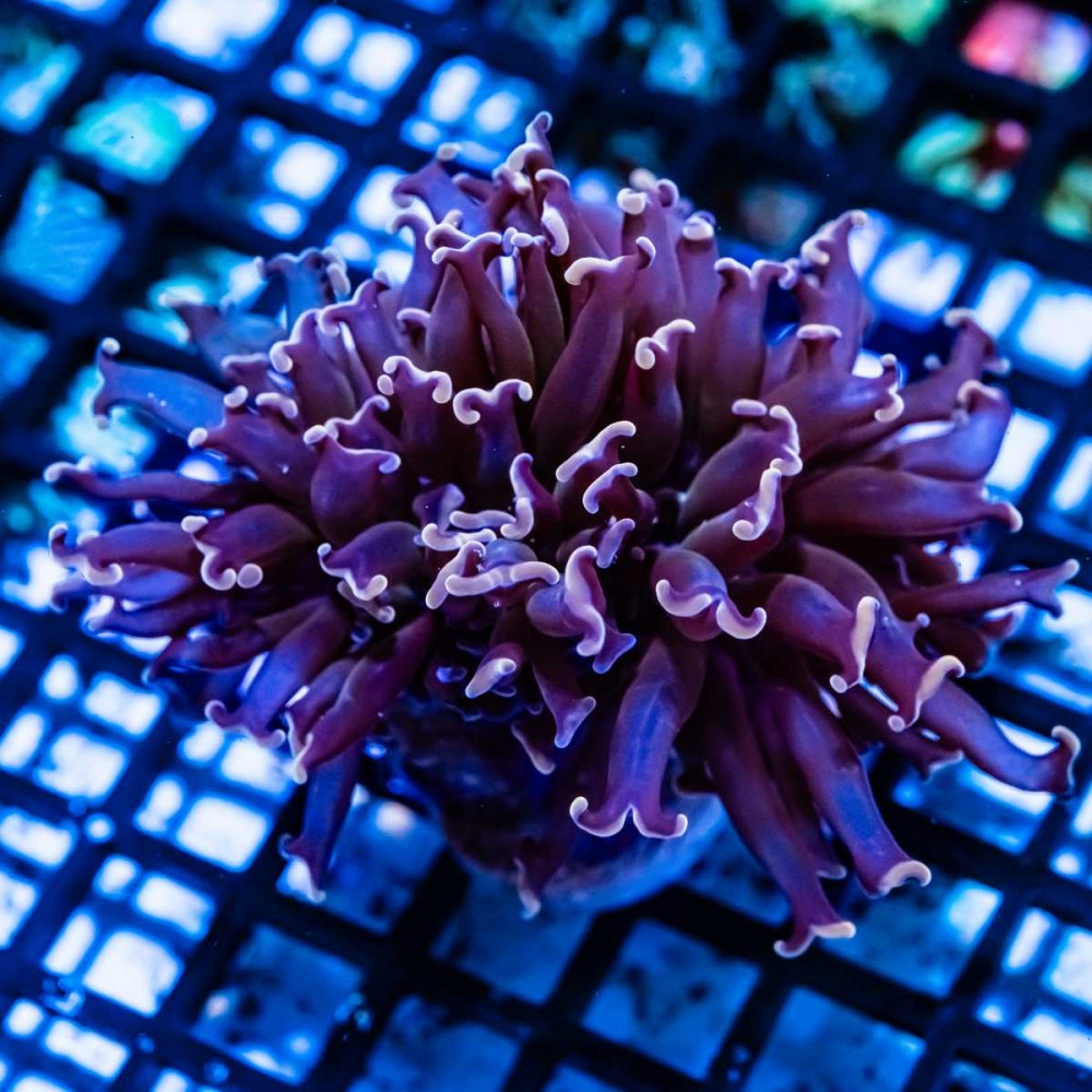  Euphyllia Pink Tips Hammer