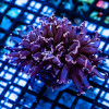 Euphyllia Pink Tips Hammer