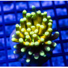 Euphyllia Tiger Torch