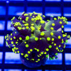 Ultra Bright Green Octopus