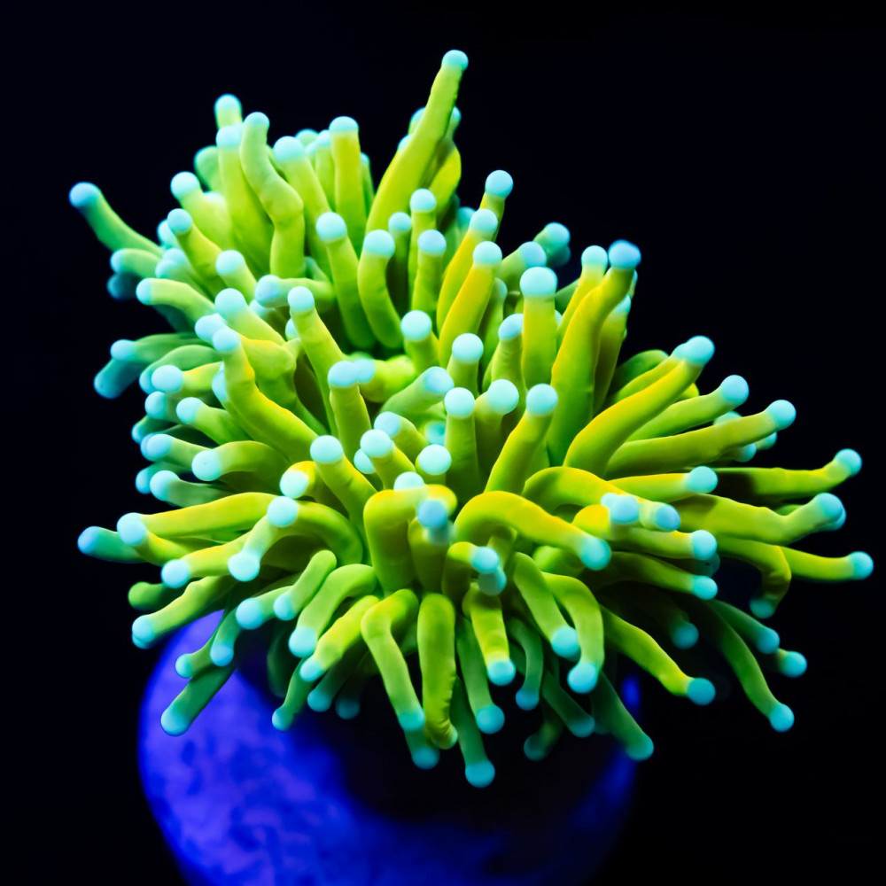torch coral - ultra grade "holy grail" 