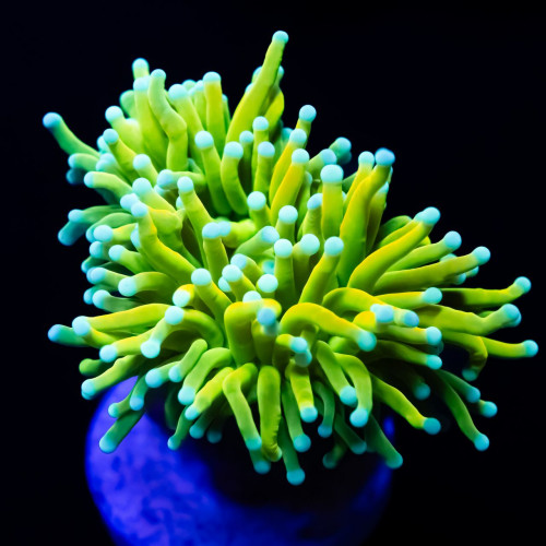 torch coral - ultra grade "holy grail"