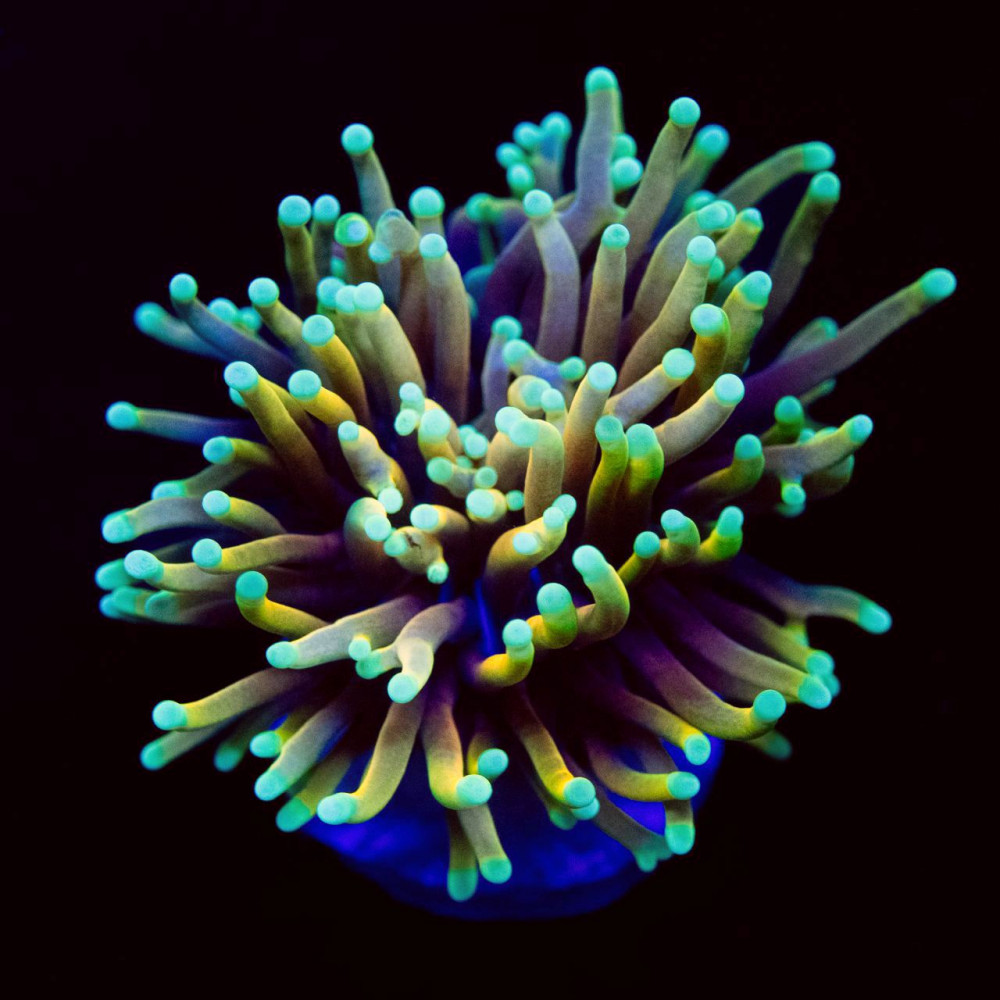 Euphyllia indo torch Gold dragon soul green tips