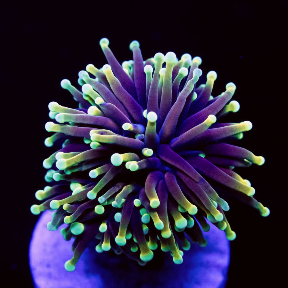 Euphyllia indo torch dragon soul green tips