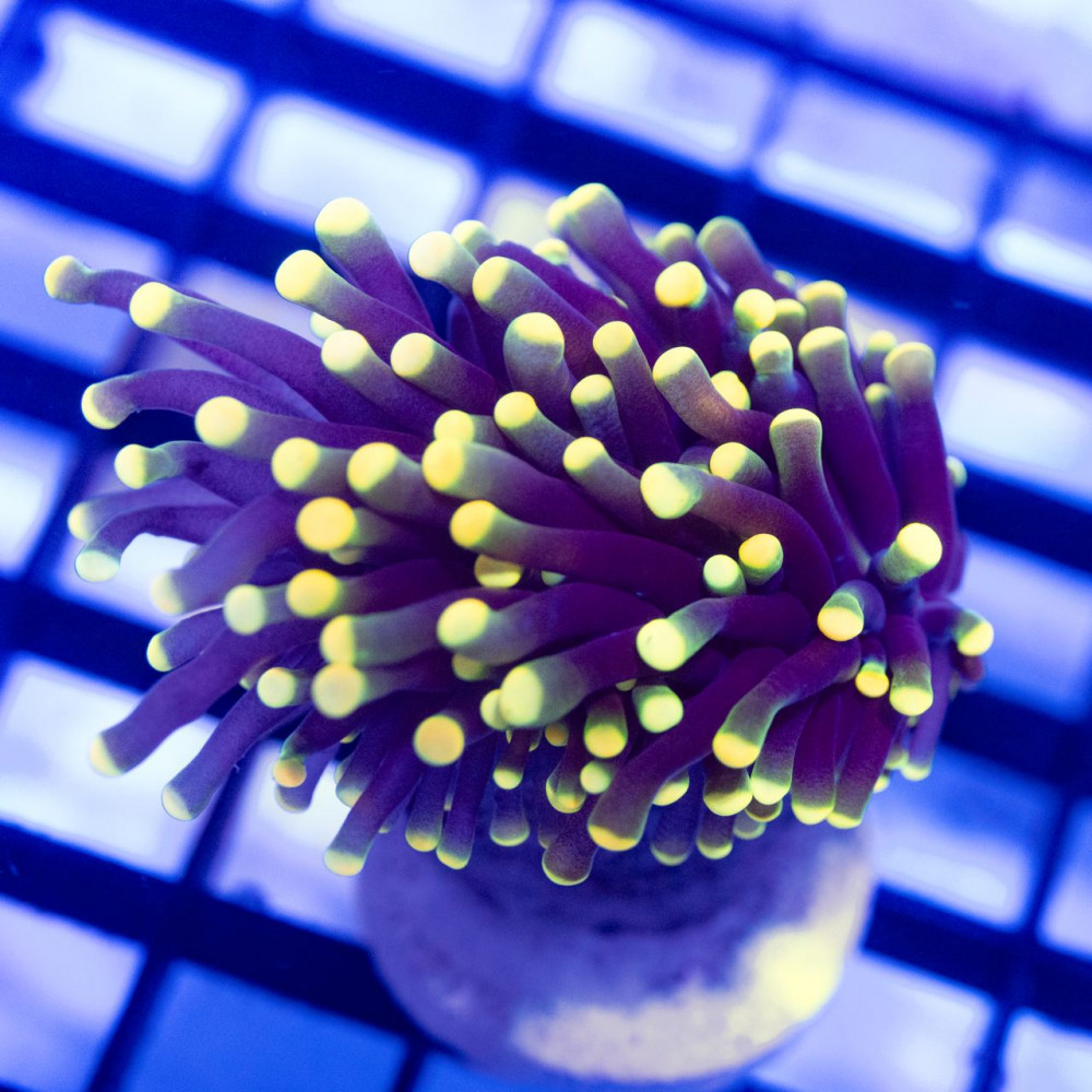  Euphyllia - Super Bright Gold Tips Torch