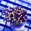 Euphyllia - Super Bright Gold Tips Torch