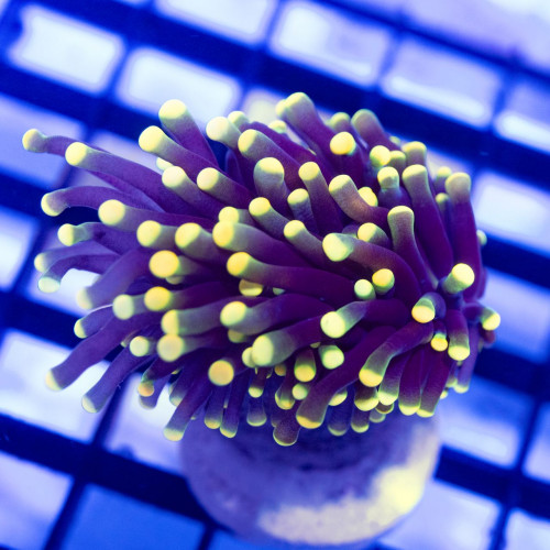 Euphyllia - Super Bright Gold Tips Torch