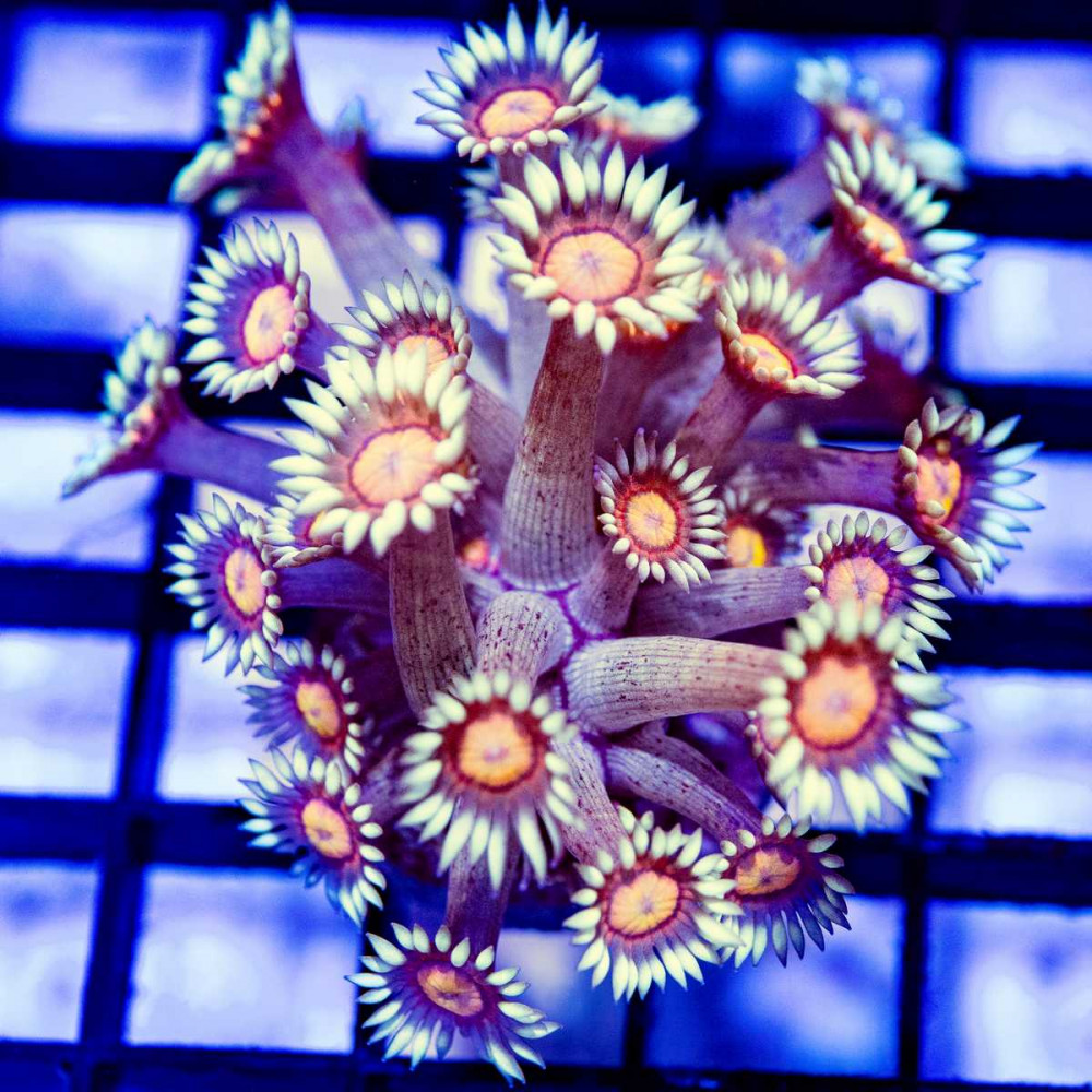  Goniopora Super Ultra (Goniopora sp.)
