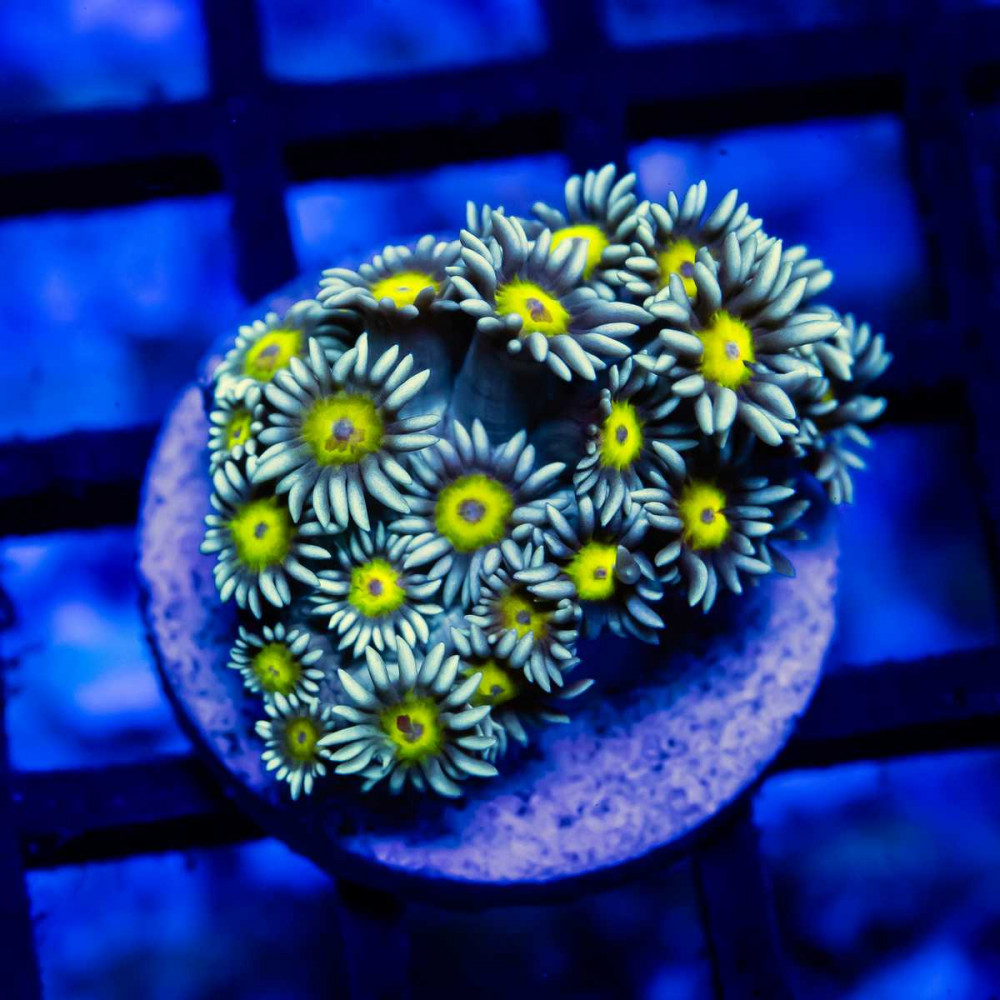  Goniopora Super Ultra (Goniopora sp.)