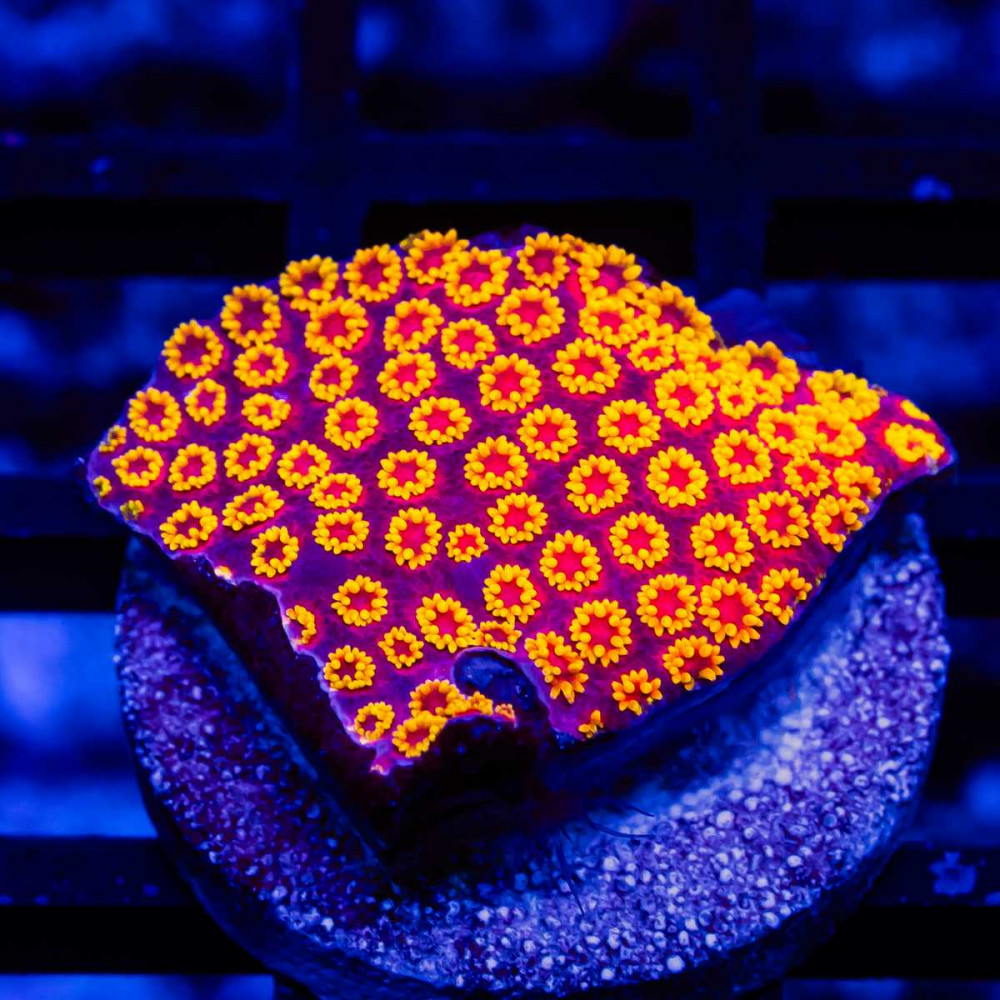 Goniopora Ultra