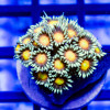 Goniopora Super Ultra