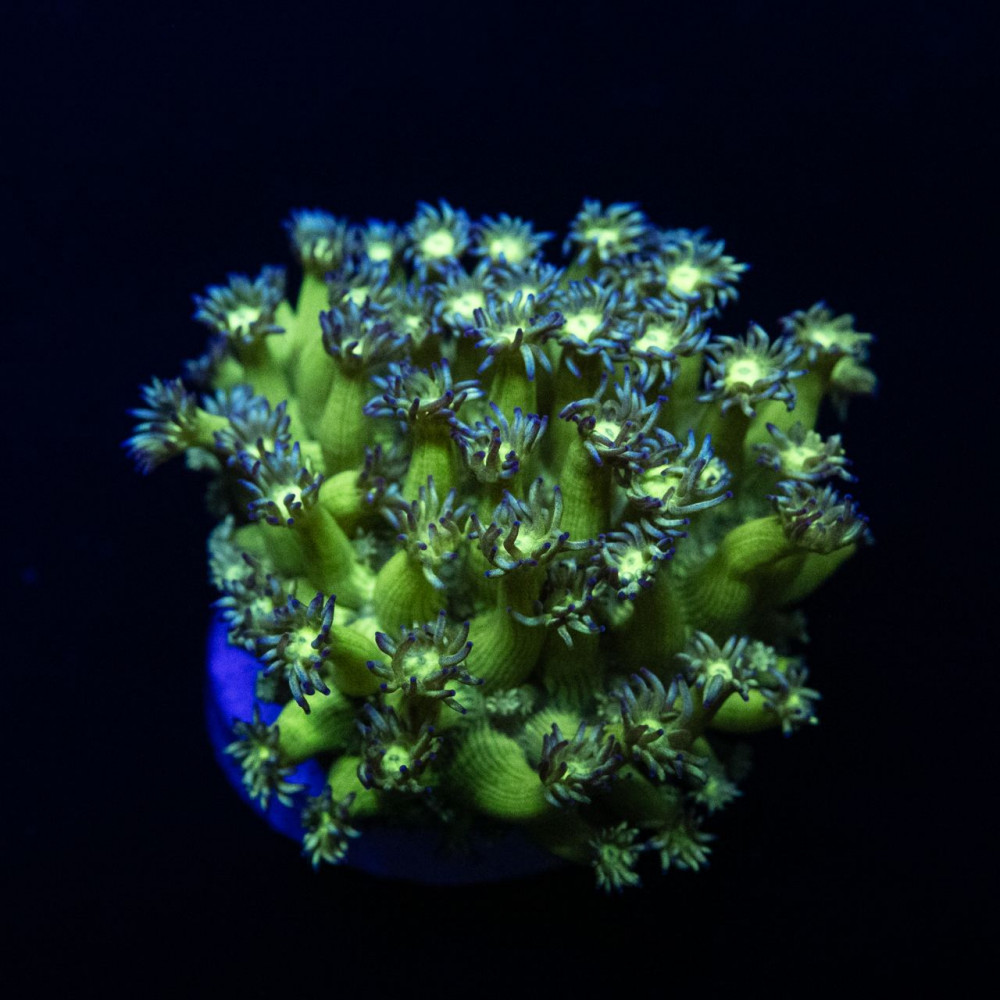 Green Purple Goni Frag