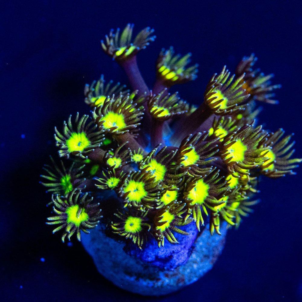 Goniopora Super Ultra (Goniopora sp.)