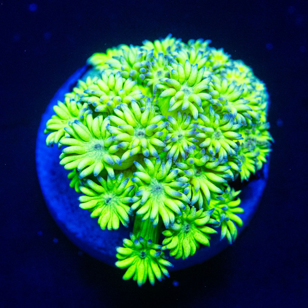Goniopora Super Ultra (Goniopora sp.)