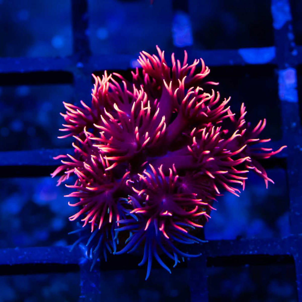 Goniopora Super Ultra (Goniopora sp.)