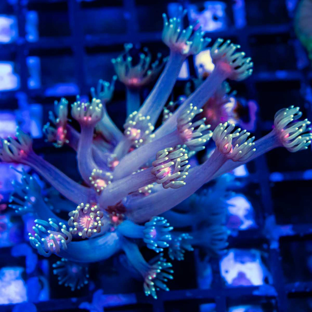 Goniopora Super Ultra